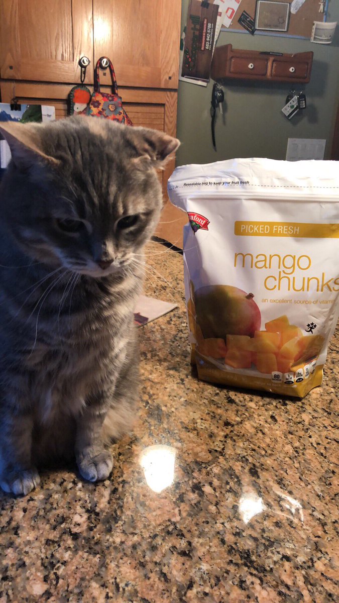 merelynnr's tweet photo. Mango, and some mango https://t.co/hecY22Kvqf