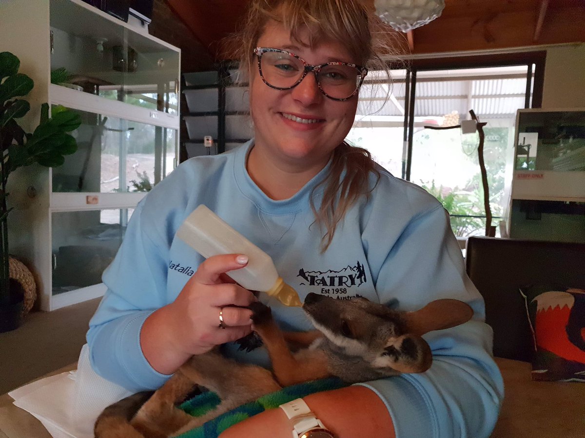 Dwarnisaurs's tweet photo. Had the Amazing opportunity to be mama to two #wallabies 😍
#yellowfootedrockwallaby #marsupials #baby #animalsanonymous https://t.co/FeHJFUGrGl