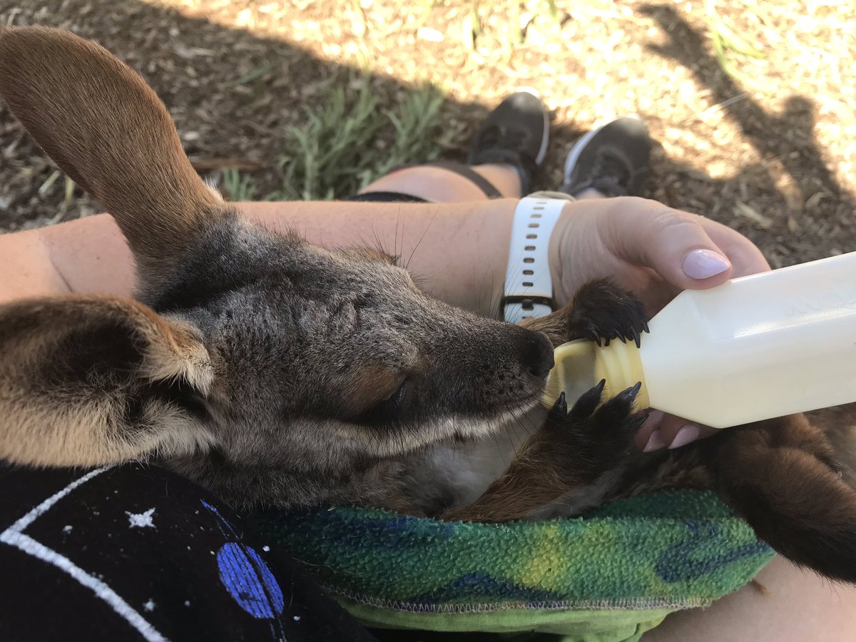 Dwarnisaurs's tweet photo. Had the Amazing opportunity to be mama to two #wallabies 😍
#yellowfootedrockwallaby #marsupials #baby #animalsanonymous https://t.co/FeHJFUGrGl