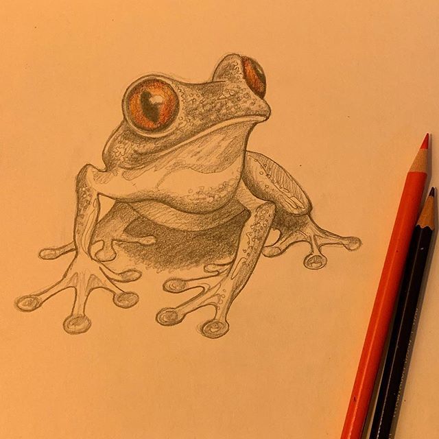 KellyPattonArt's tweet photo. I am currently in love with these beautiful weirdos. 
#frogs #frogdrawing #treefrog #drawing #sketchbook #kellypattonart #random #beautifulweirdo https://t.co/Rq7wlQK0Ni https://t.co/O3p8JxtYkg