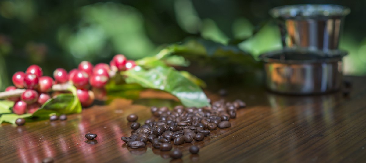 TheSeraiResorts's tweet photo. Inspired by Coffee, The Serai Chikmagalur is set in the midst
of a coffee plantation
#TheSerai #Chikmagalur #InspiredByCoffee https://t.co/VmoHnZnXIa