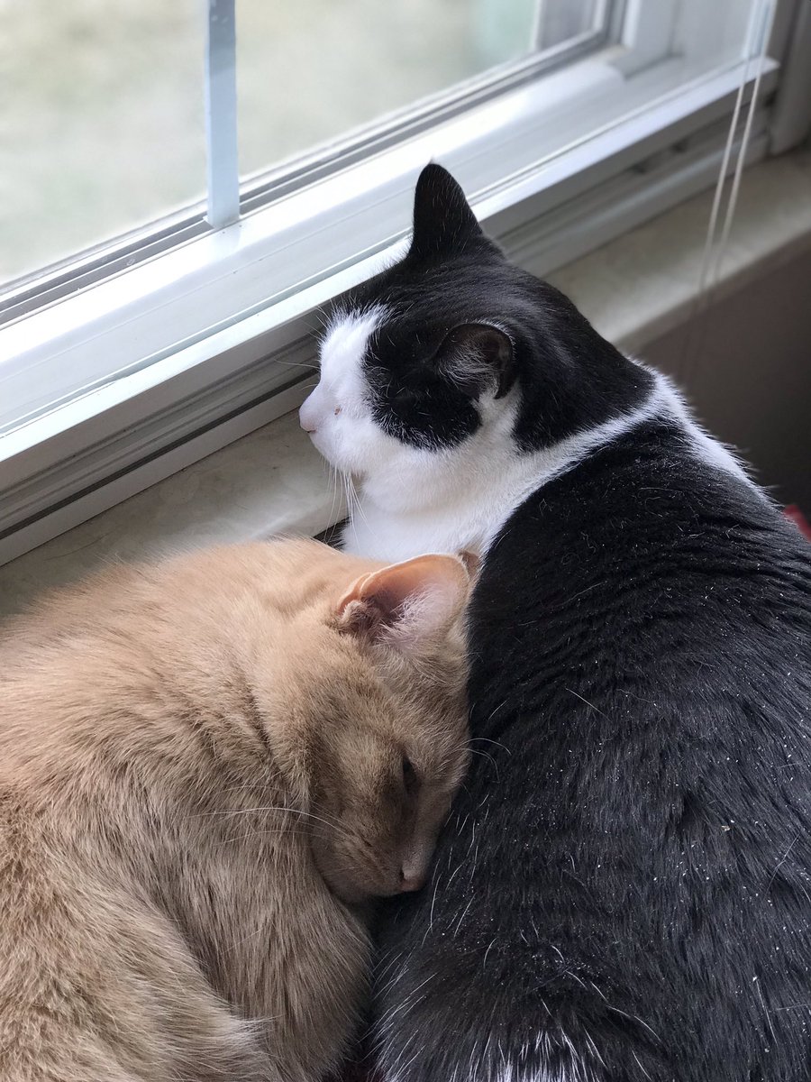 MissMaggieKat's tweet photo. These b a b i e s 😻🥰 #DarthBootsie #Kittyman https://t.co/v3w64h5VCJ