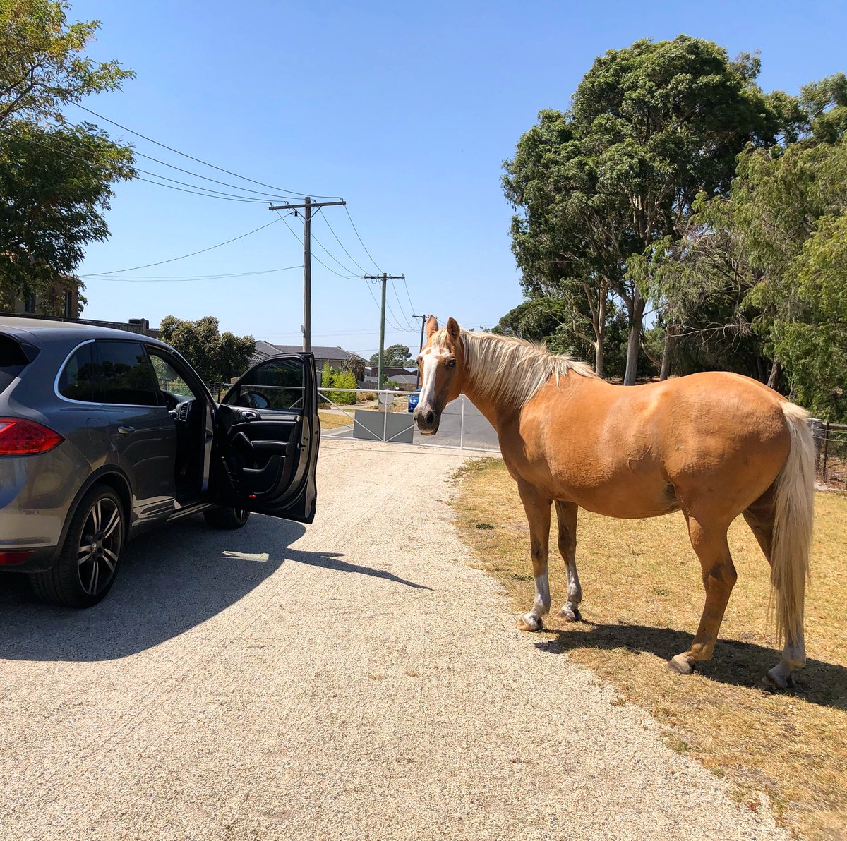 KCtheLabrador's tweet photo. I asked dad if we could bring my friend to the beach... I forgot to tell him we’d need a bigger car!!! 🤪 https://t.co/PhvzpCFZWW
