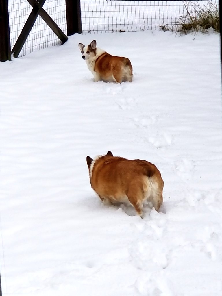 rdbrunner75's tweet photo. @AnimalPlanet Loving the snow #corgimama #bunnybutts https://t.co/CJZaIkjqxT
