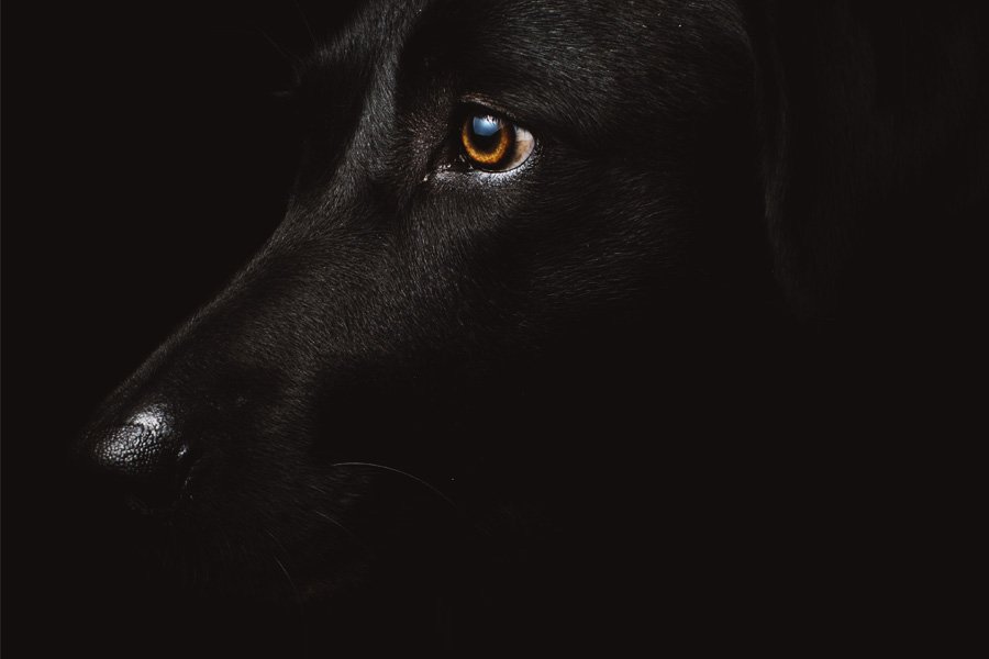 "Hay palabras que nos cambian la vida, pero hay ladridos que nos cambian el alma" Jean Lacroix