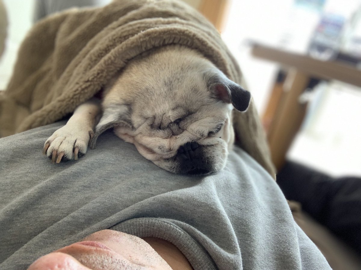 オッサンの腹の上で熟睡▼-谷-▼zzz
#pug #pugs #pugstgram #instapug #instapugs #puglovers #puglove #puglover #パグ #パグスタグラム #パグ大好き #インスタパグ #シニアパグが可愛い #シニアパグは可愛い #パグはいいぞ