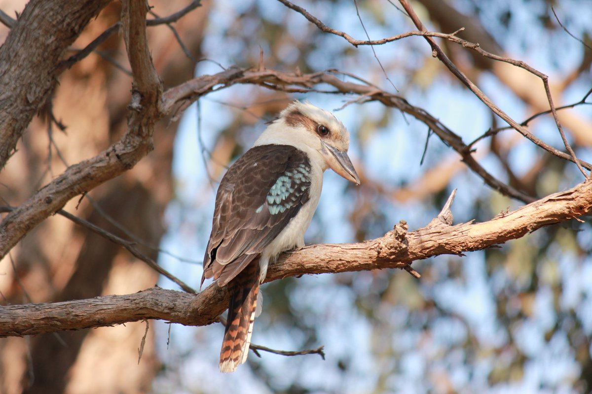 RobSolic's tweet photo. An Aussie icon - The Laughing Kookaburra.
#wildoz #kookaburra #laughingkookaburra #summer #birdlife #birds #bird #birdsofaustralia #canonaustralia #birdphotography #nature #naturephotography #photography #nofilter #noedit https://t.co/EReatbQMKc