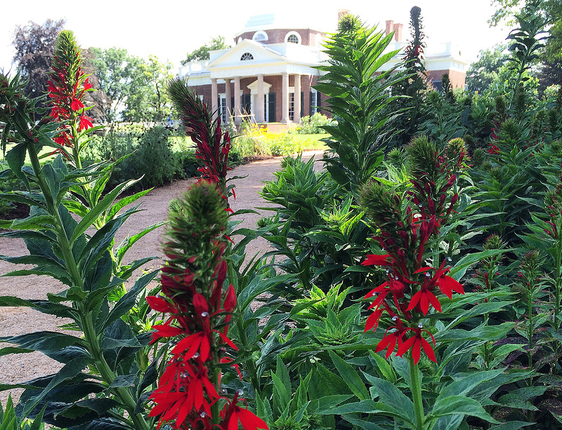 TJMonticello's tweet photo. Want to plant some of the same flowers, vegetables, &amp; herbs grown in Thomas Jefferson's garden? Check out our heirloom seed collection, and take advantage of FREE SHIPPING on all heirloom seeds, March 1 - 31.

Start planting history in your garden: https://t.co/iIQPakTpxE https://t.co/j4qMzCRNbY
