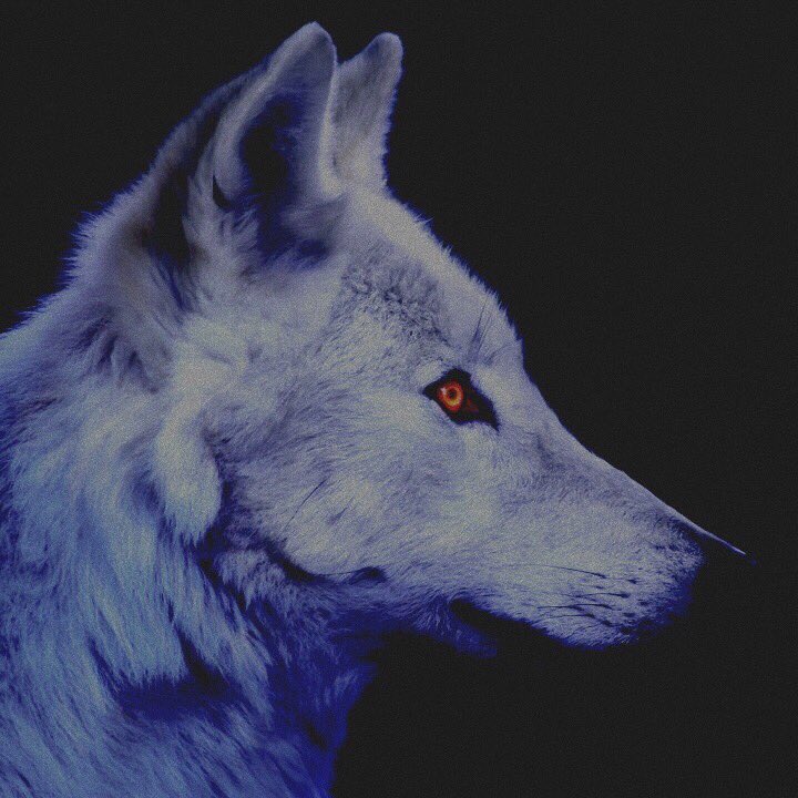 ⠀⠀⠀ ⠀  ⠀ 𝐰𝐡𝐢𝐭𝐞 𝐰𝐨𝐥𝐟 ⠀

      ⠀       ⚬ 𝘖𝘳𝘪𝘨𝘪𝘯𝘢𝘭 𝘤𝘩𝘢𝘳𝘢𝘤𝘵𝘦𝘳
      ⠀⠀⠀⠀⚬ 𝘣𝘺 #𝐀𝐍𝐃𝐑𝐎𝐌𝐄𝐃𝐀
      ⠀       ⚬ 𝘰𝘮𝘦𝘨𝘢
      ⠀      ⠀      ⠀