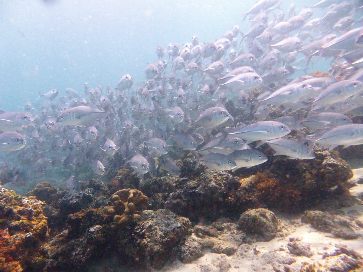 DiveSite_'s tweet photo. #Sipidan didn't disappoint. With several dense schools of #fish. I love it when there's so many they totally surround you.

#divesite #Borneo #Malaysia #Mabul #Kapalai #macro #marineconservation #underwaterphotography #nudibranch #scubadiving #scuba #diving #PADI #sharks #coral https://t.co/LwgYtdW4MK