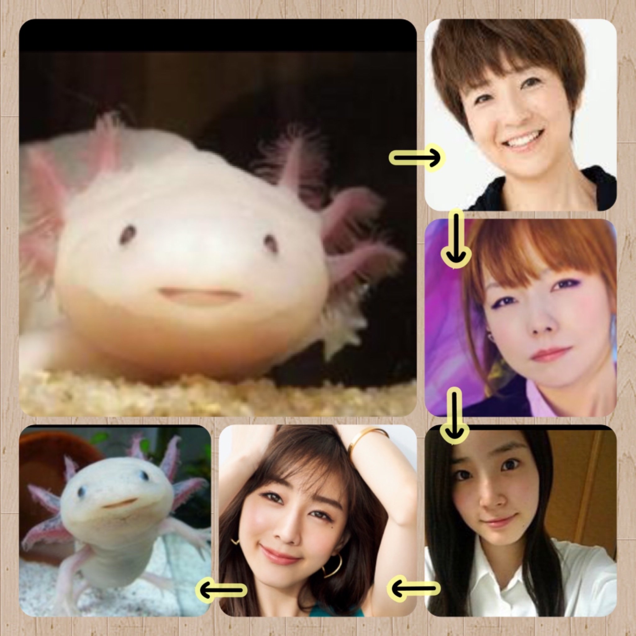 しめさば 似てると言われた芸能人を挙げるとpdがわかるってやつ 小学生くらいからの変遷 Pd診断 原点回帰 ウーパールーパー回帰