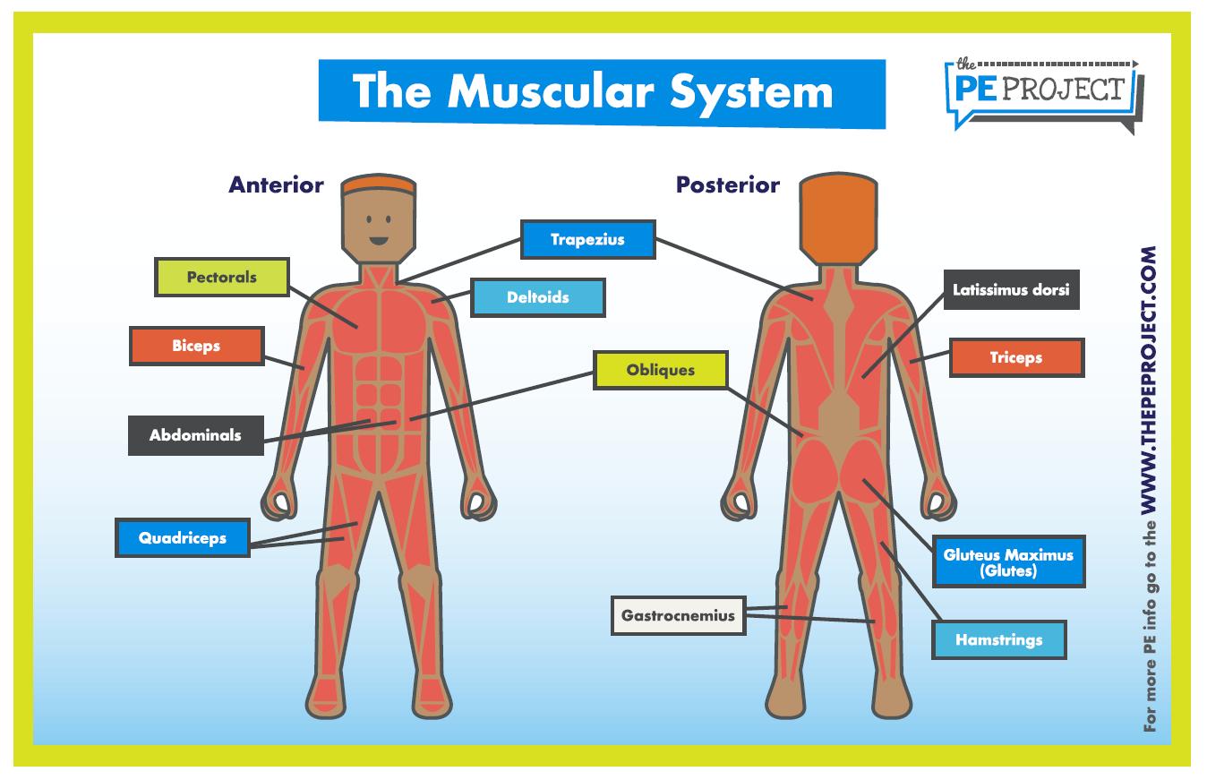 muscular system for kids with labels