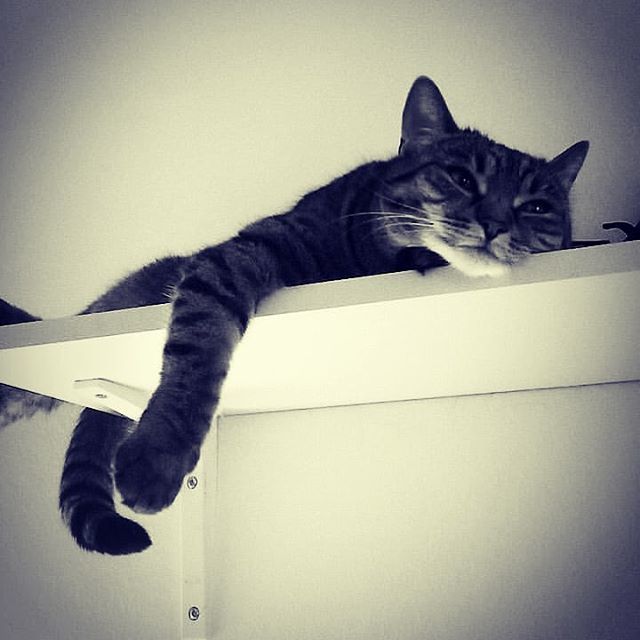Medvidekpu's tweet photo. Prostě #sobota a #sisithecat okupuje #policka. https://t.co/6ZZ4Ykt0CJ