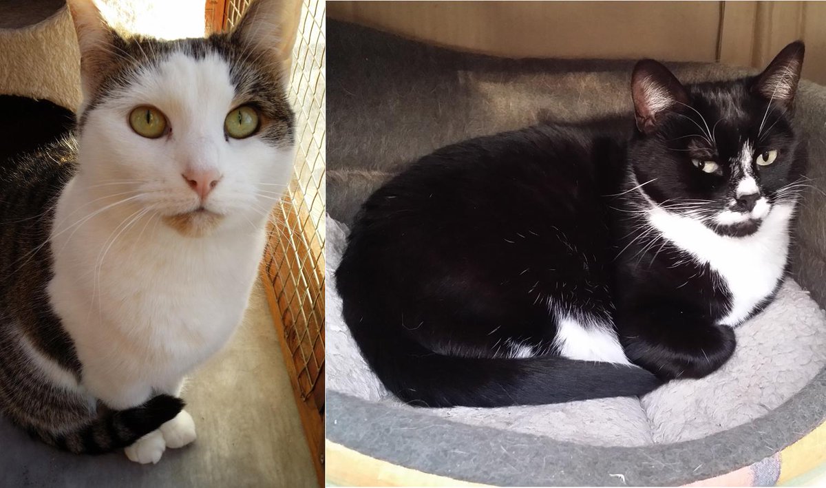 HELP US TO FIND A HOME FOR POPPY &amp; BIBI: This pair of adorable cats have been in our care for almost 2 years and have been overlooked. They are sweet and friendly and are desperate for a real home of their own. Please spread the word to help them find a loving home at last.