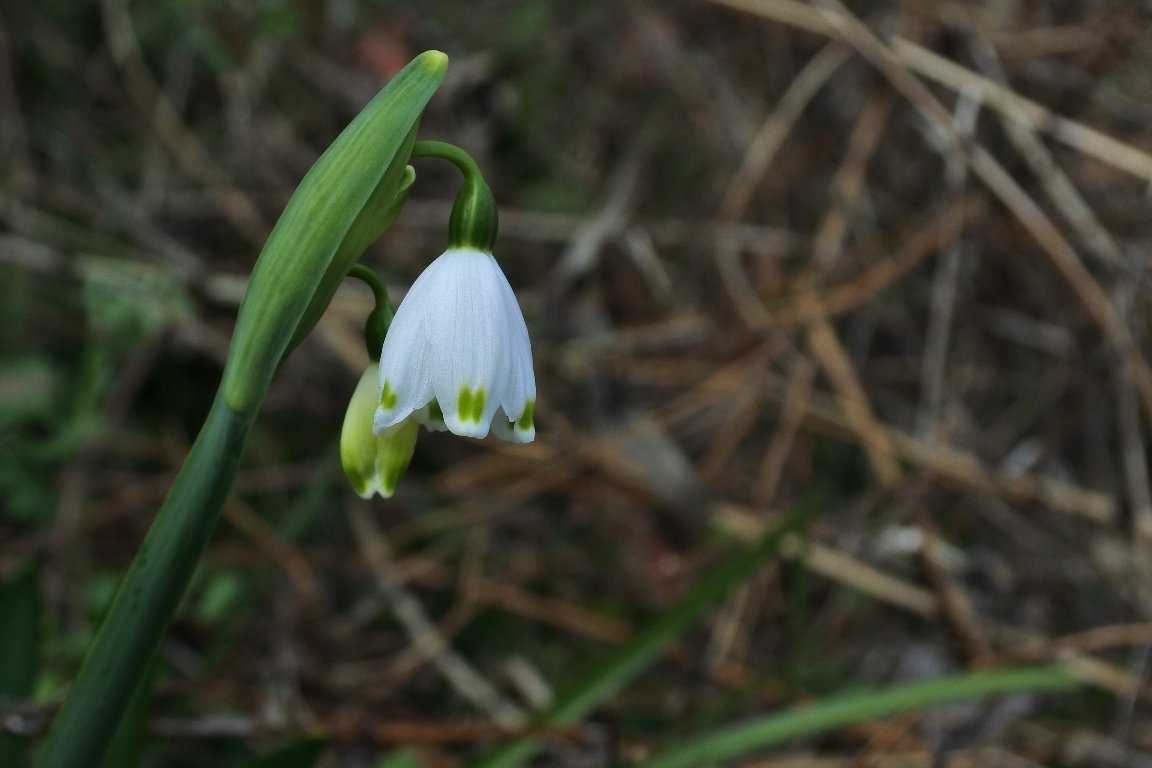 漱石枕流 花はスズランのように下向きに咲いて 花びらの先端に緑のアクセントが付いている可愛い花です 下からも撮ってみました オレンジ色の雄しべに囲まれた雌しべの先端にも花びらのように緑のアクセントが付いています スノーフレーク 大待雪草