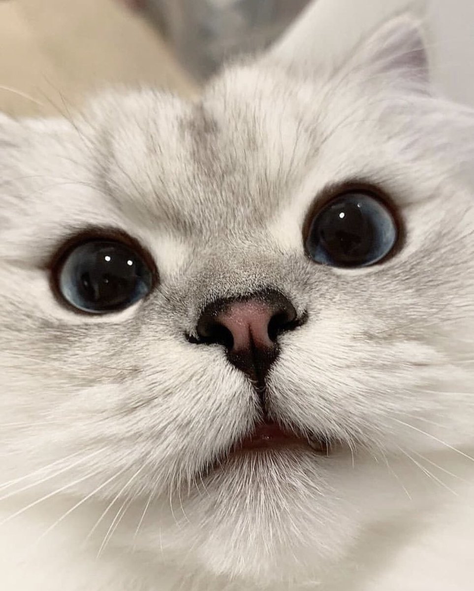 ɪᴛ's ᴄᴏᴏʟ ᴛᴏ ʙᴇ ᴀ ᴄᴀᴛ. (@itscooltobeacat) on Twitter photo 