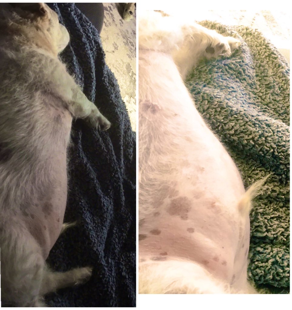 PussPussTopCat's tweet photo. Look at this .. Iโm shrinking innit .. #getfitwithrupee #bellyblubberbegone https://t.co/JzjwFfi5PS