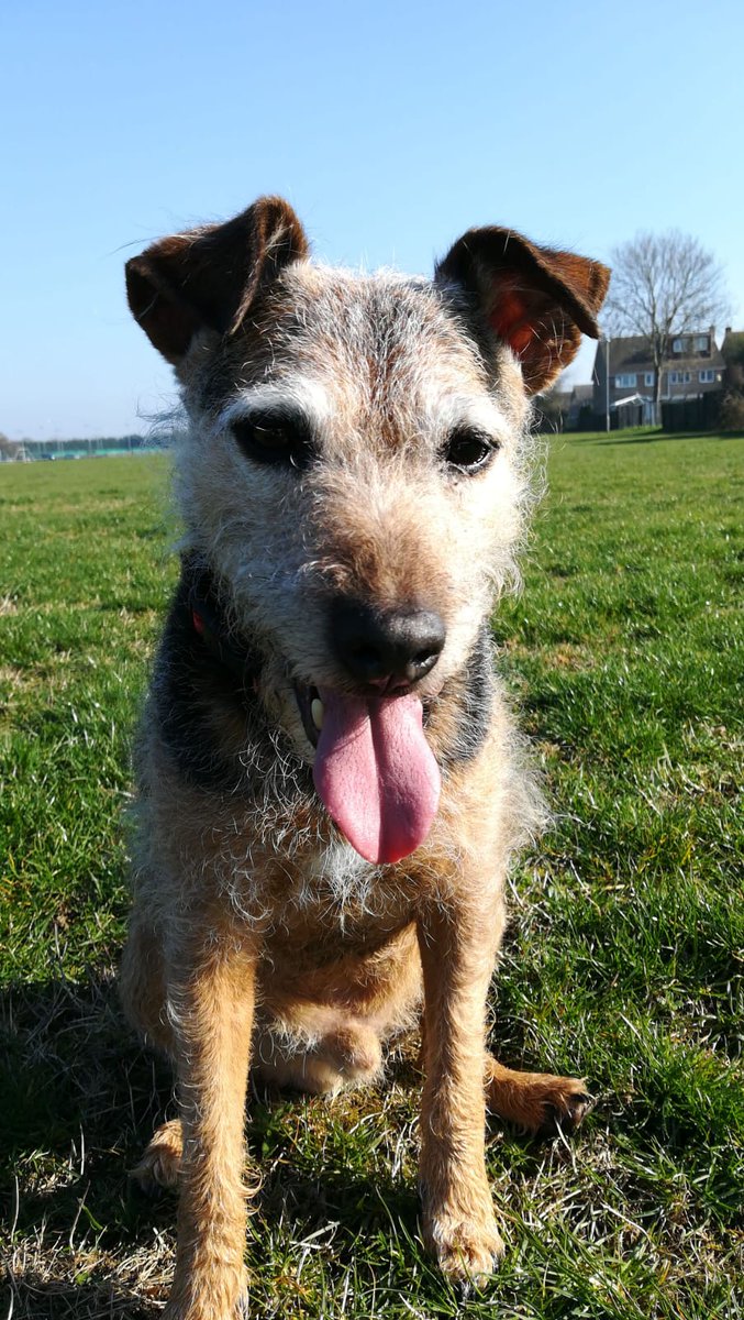 DieselTDog's tweet image. Been quiet on here for a while pals. Not like me! So here is a picture of me on my walkies last week. #mischiefmaker