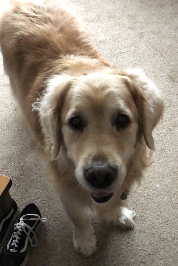 debsbishop's tweet photo. Look at this boy...
He’s 12 and been poorly but has bounced back and somehow still looks like a cheerful puppy!
#chester #mrfluff #chezzyboo https://t.co/2cN4OPcgli