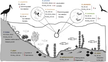 ToxicEnv's tweet photo. #Nanoplastics and #marine organisms: What has been studied?
visit more: https://t.co/IPyAuqgYLN https://t.co/xhJMnLhrC5