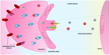 ToxicEnv's tweet photo. Cadmium: #Toxic effects on placental and embryonic development
visit more: https://t.co/IPyAuqgYLN https://t.co/kgDW11VuvM