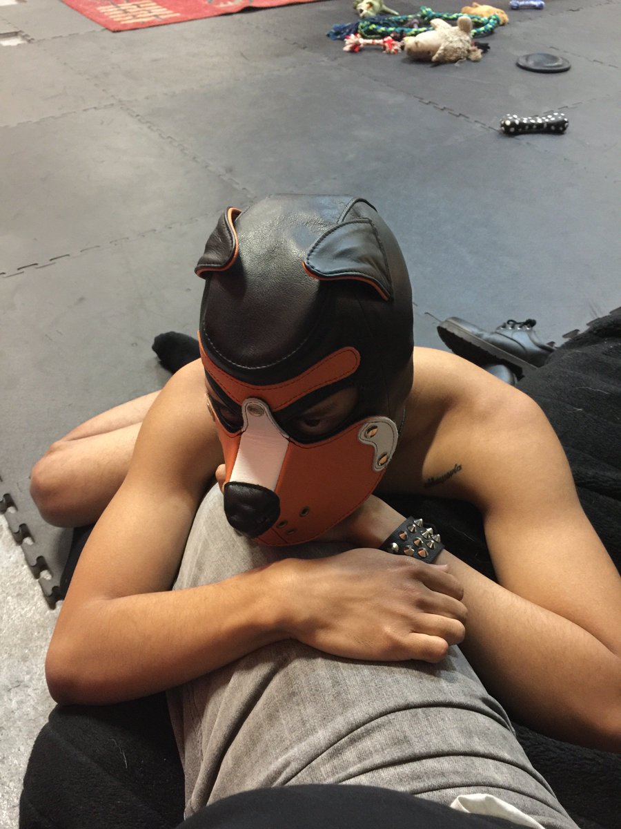 Ision11's tweet photo. @cometpupz being clingy :D
#pup #pupandhandler #humanpup #pupplay #gay #kink https://t.co/d49A9vY8yw