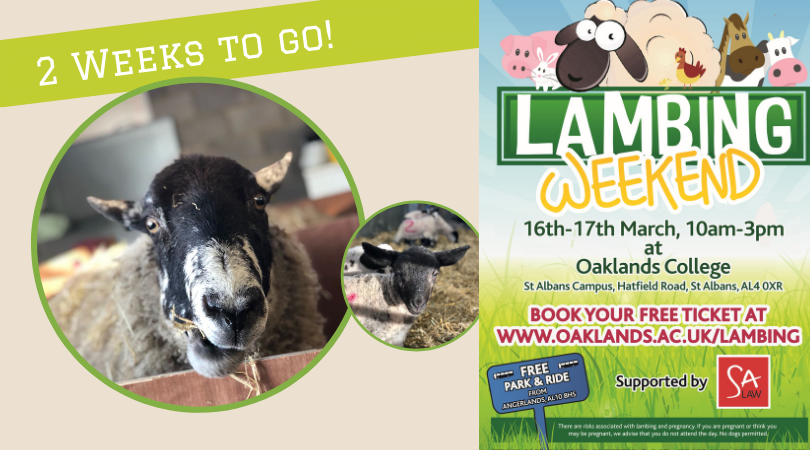 oaklandscollege's tweet photo. 🐑| Our woolly friends are ready and waiting to see you at our annual FREE lambing weekend.
With 2 weeks to go there's still time to secure your tickets! https://t.co/W3ZkzfxNpr https://t.co/9PXEoKbvrK