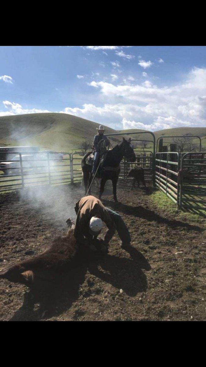 MetcalfPhil's tweet photo. R&amp;R Horses has some nice Rope&amp;RANCH type Geldings in stock even the kids can get along with in the branding Pen !!!! Email slidingNriding2@gmail.com for more info on a Large Variety of all around nice horses!! https://t.co/88hPkN9PgT