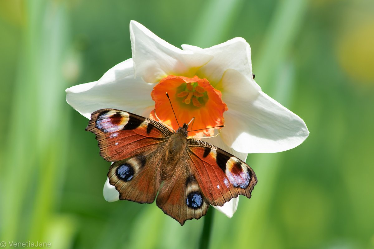 "Soon shall the sweet Spring trumpets ring,
And all the world sing thoughts for Spring;
Then from the wormy beds shall rise
Creatures that wear the peacock's eyes." - from 'The Gardener' by Katharine Tynan (1861-1831). #SaturdayMotivation #SaturdayThoughts #butterflies #spring