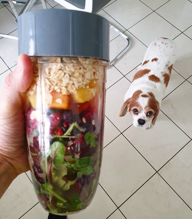 CadmanFitness's tweet photo. Shares? 🐶
#vegan #nomeatathlete #fueledbyplants #plantpower #healthyeating #cleaneats #healthyfood #eatclean #fitspo #fruit #naturalsweetness #thisveganrunnercan #plantbuilt #crueltyfree #vegansofig #raw #veganuk #fruitarian #wholefood #whatvegans… https://t.co/GfBnhMCodX https://t.co/FxYJmkBju1