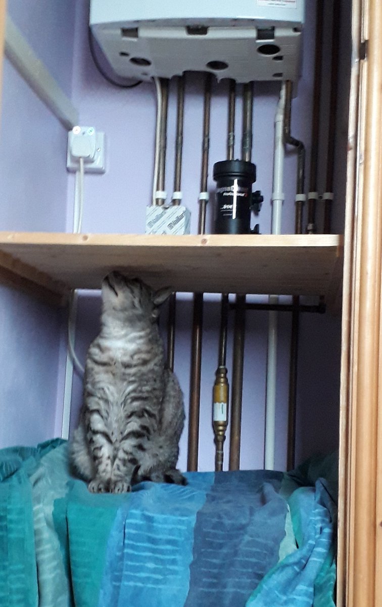 dizziedawnie's tweet photo. Boiler maintenance 🐱🖤 #plumbersmate #Caturday #bigbeautifulbasil #bengal  @myleftfang @LovelyLarryCat https://t.co/A50fl990uR