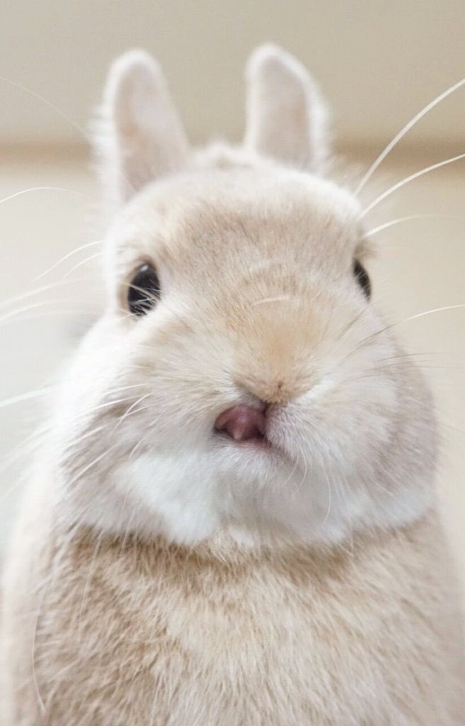 RabbitsRealm's tweet photo. https://t.co/DZJiiIdIse