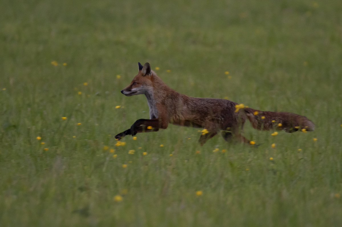 RT @JR_Wildlife: A fox running through the meadow from summer last year, I’m determined to get better images this year 🦊 @M_campbellphoto @IanDickey55 @ThomasC25126742 @RonaldSurgenor @mammals_uk @UlsterWildlife @Irishwildlife @WildlifeTrusts @wildlife_uk