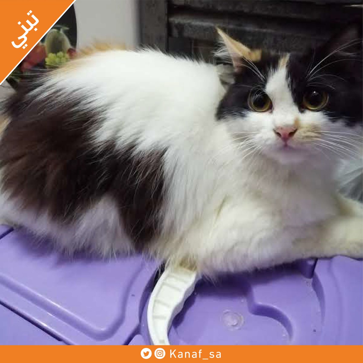 مبادرة كنف tweet media