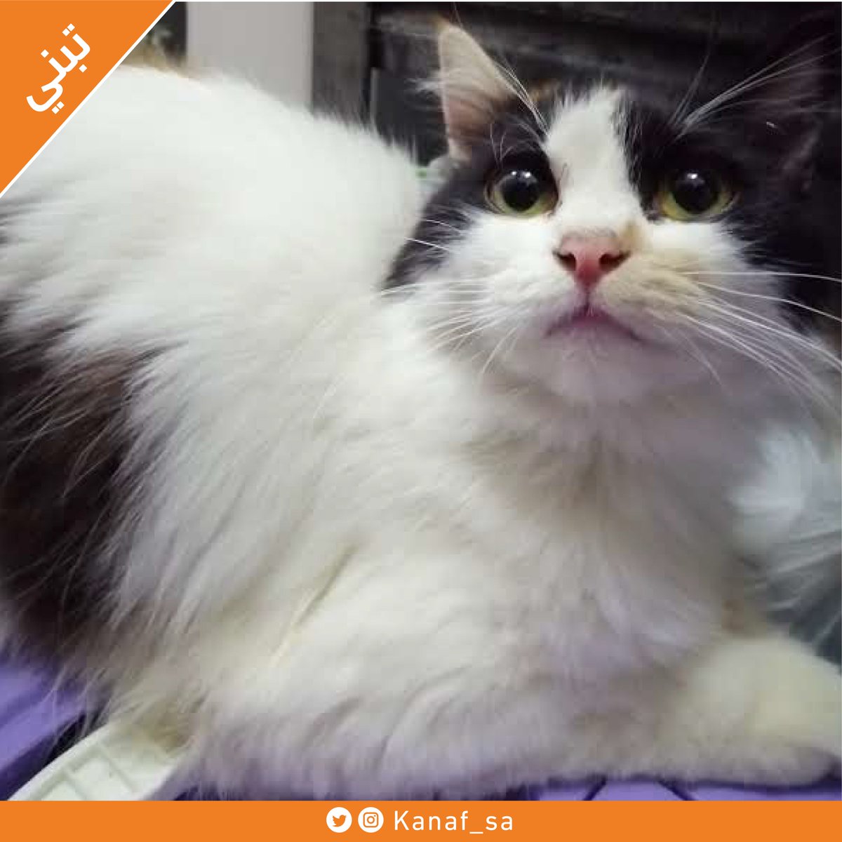 مبادرة كنف tweet media