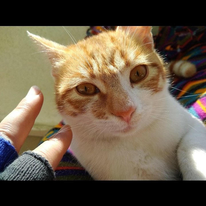 Arkoloji's tweet photo. Tarçın Style 😜💙😍🐈😍💙😜
#geçmişzamanolurki #Tarçın #kedi #kızım #pisim #psikopisim #sarıdadam https://t.co/Gf6OwemIwL