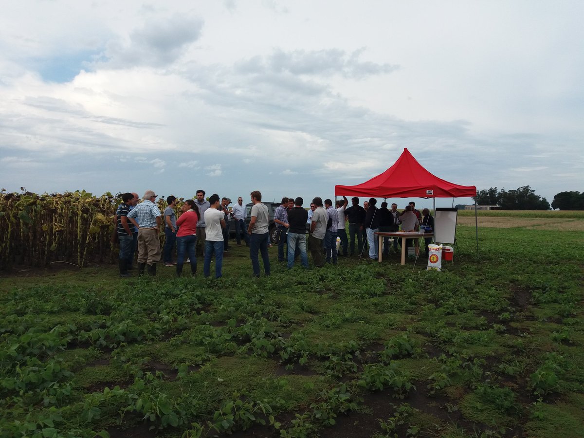 BuckSemillas's tweet photo. Gracias por estar presentes en nuestro campo experimental!!! Execelente Jornada de gruesa!!! #girasol @intaargentina #facuquiroz #anibalcerrudo #jpmonzon @AIANecochea https://t.co/ZYyumeXgxL