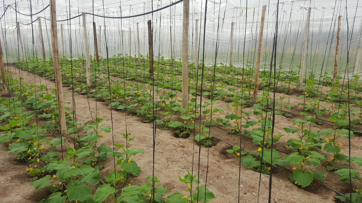 IberianOrigin's tweet photo. First pieces of the cultivation of mini cucumber. Ready to start with the supply program #IberianOriginPrograms #IberianOrigin #Cucumbers #Vegetables #Export #MiniCucumber #Spain https://t.co/mdgVISWUR0