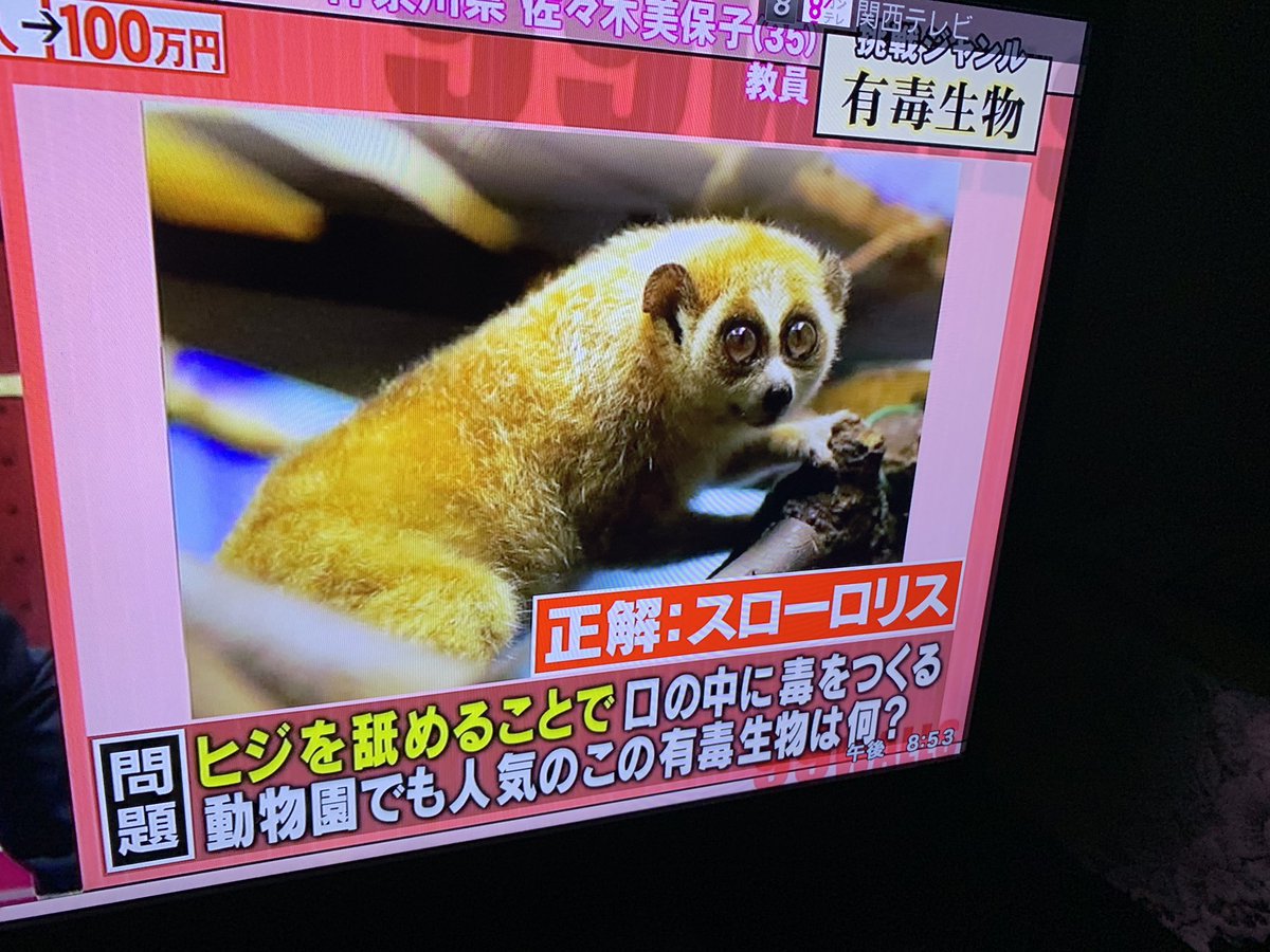 99人の壁で スローロリス が話題に トレンドアットtv 99人の壁で スローロリス が話題に トレンドアットtv