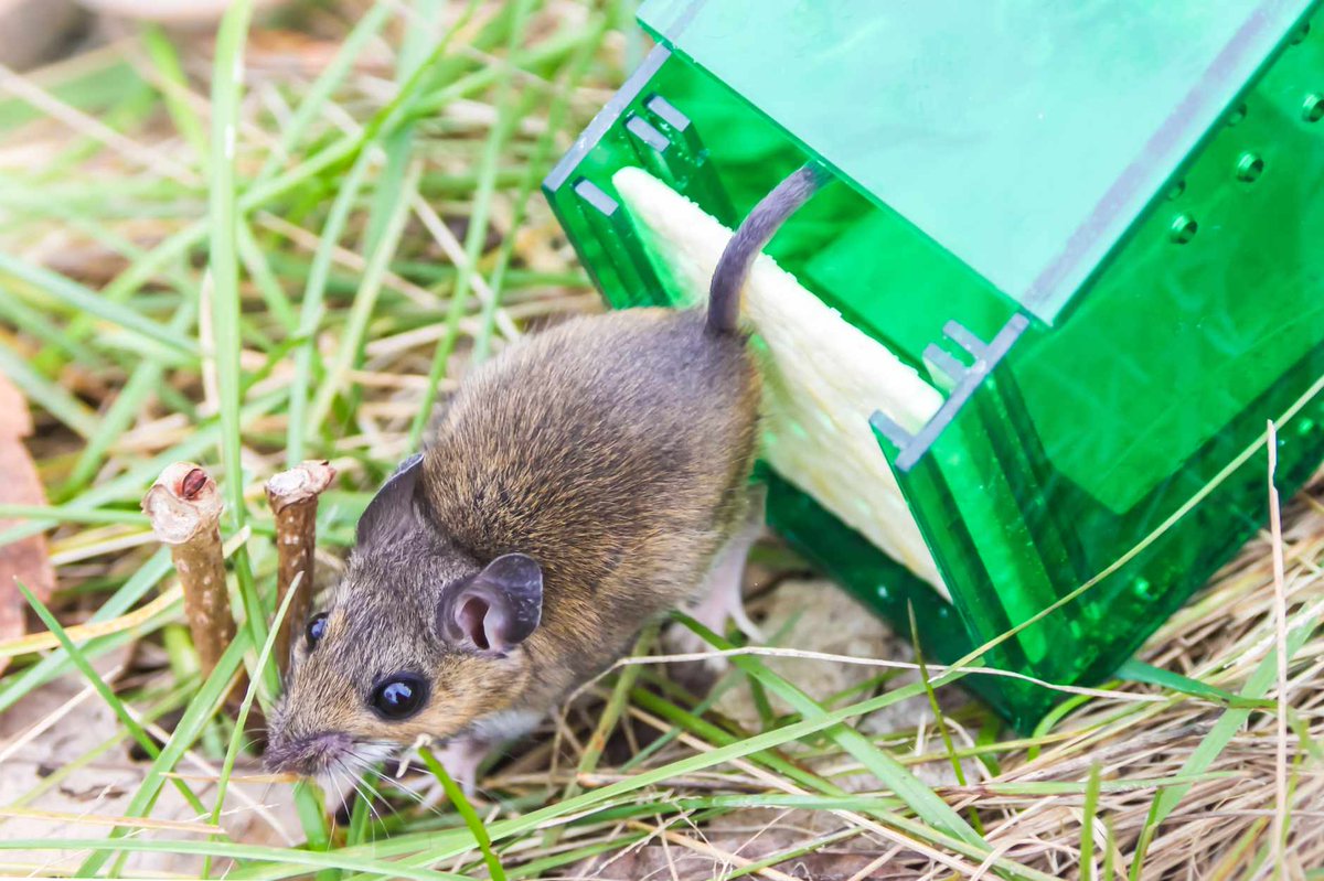 how to get rid of mice how to get rid of mice