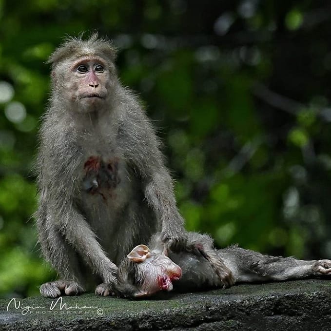 GF_Shop's tweet image. Please Drive Carefully 💔
@nigin_mohan 
#stopanimalcruelty