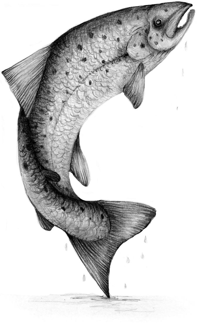 susanrosechina's tweet photo. This caught our eye, hook, line and sinker by #SusanRose, an original hand drawn salmon pencil image https://t.co/ufKU2582jE https://t.co/7K9eIqp7yB