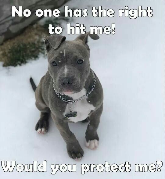 No one has the right to hit me!  
#Dogs #Dog #DogsAreLove #ProtectThem