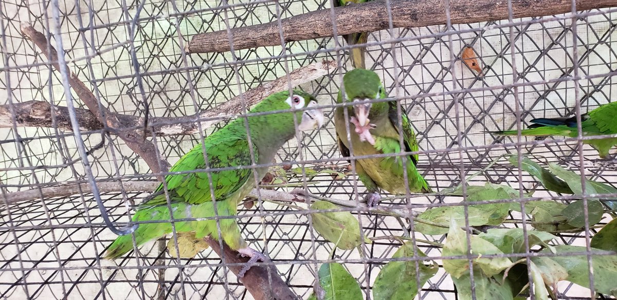 A few pics of the animals I helped at the rescue centre in #Guatemala 🐒❤️ A huge shout out to <a href="/animal_intl/">AnimalExperienceIntl</a> for facilitating such an incredible #volunteertrip &amp; making sure we were well taken care of! And to everyone who donated and supported me - It really means the world to me!