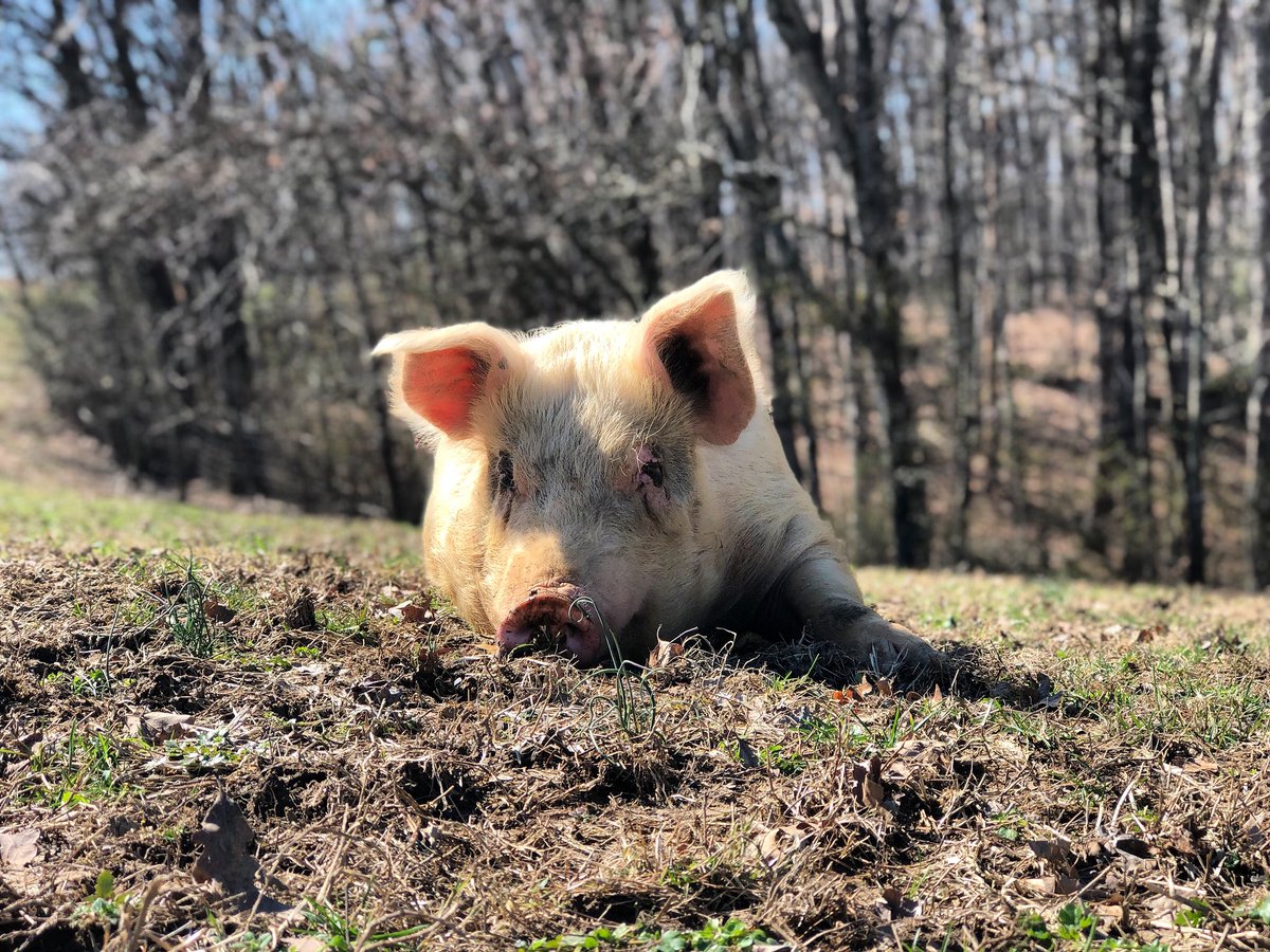 ThePigPreserve's tweet photo. If you want to sleep in, sleep in. If you want to take a hike in the woods &amp; play in the pond, you can. If you want to walk out into the pasture &amp; nap in the sun with your friends, like Twinkie here, you most certainly can do that too. Let us inspire you to be like Twinkie today! https://t.co/4LtELWzykP