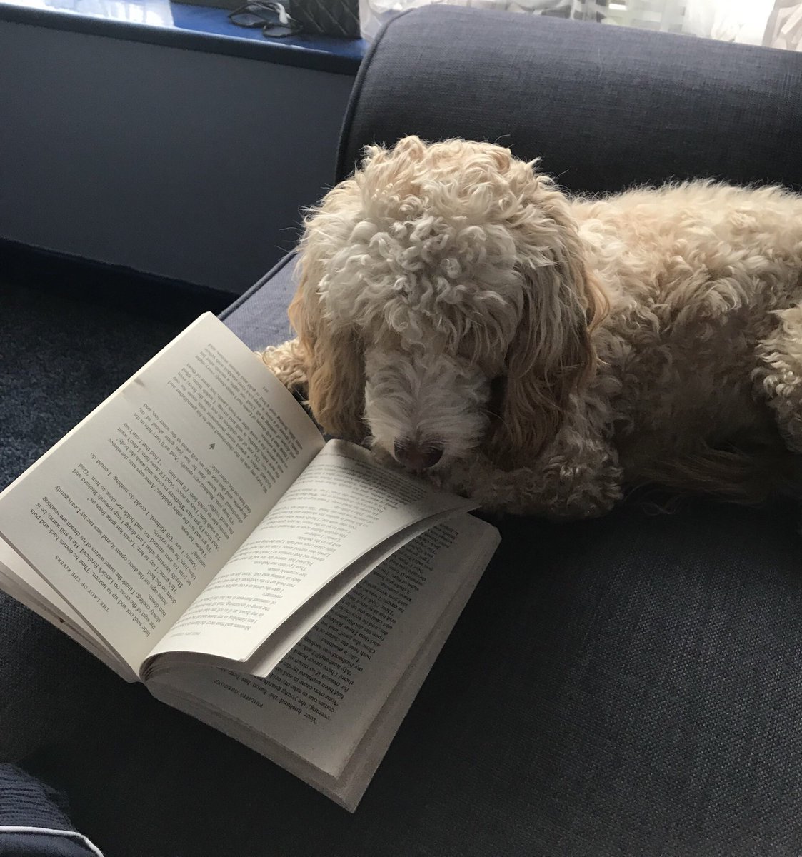 Gaz tried to enjoy #theladyoftherivers but his pooch Patti wanted a look first 🐶

#bookworm #bookbloggers #mediablog #blog #philippagregory  #DogsofTwittter #dog