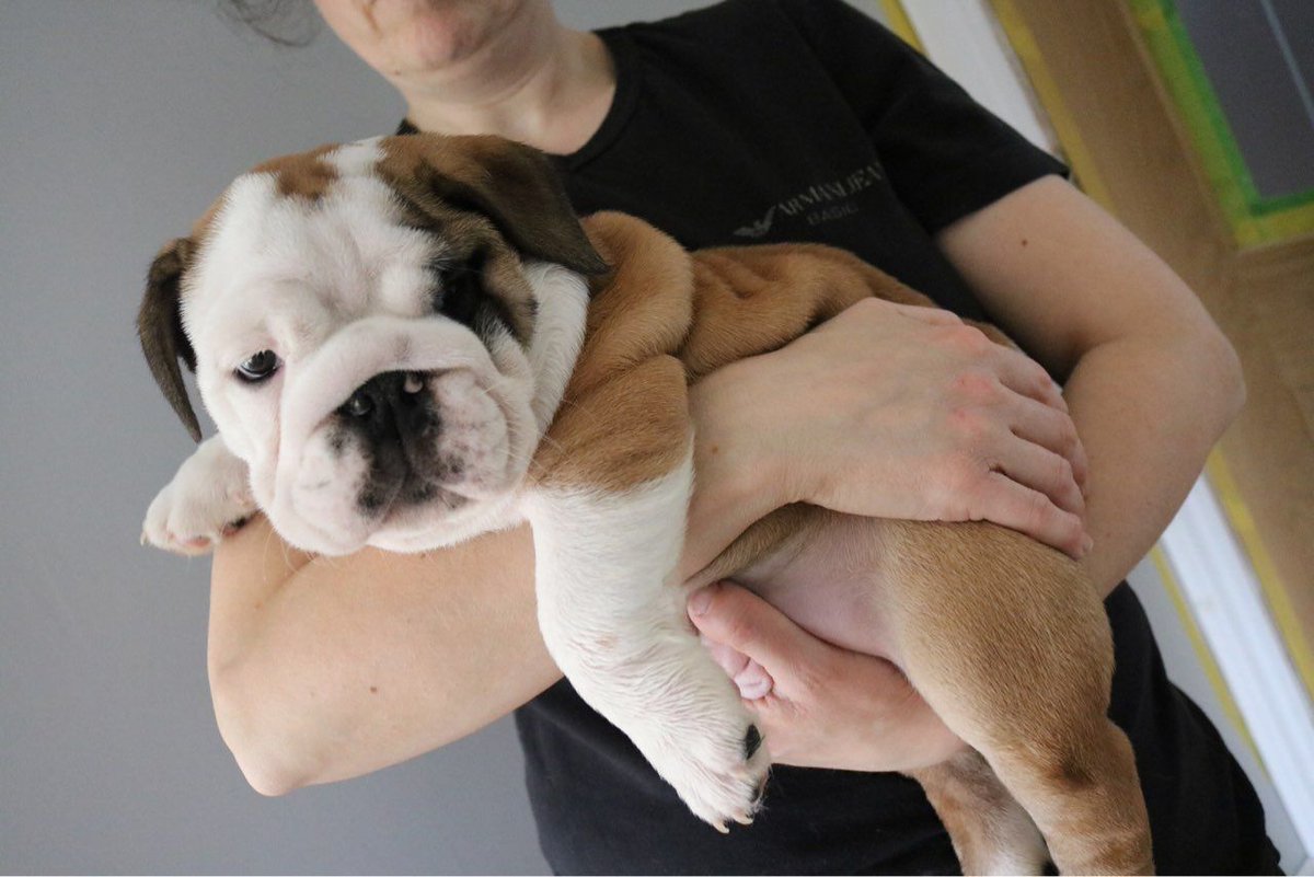 PetsCorral's tweet image. pets-corral.com
🐶 Pups are KC registered✔️
🐶 5 Generation pedigree✔️
🐶 5 Week insurance✔️
🐶 Fully inoculated✔️
🐶 Microchipped✔️
🐶 Wormed✔️
🐶 Flead✔️
🐶 Pups will leave with all there KC pedigree papers, 1 bag of food, a puppy pack with info, toys, blanket etc...