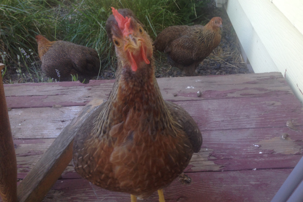 ChickenGuards's tweet photo. 💖🐓 Legbars. There's a lot to love! 🐓💖
And here's why 👇 
https://t.co/nPKmgLy3q3 https://t.co/lZ26Xuuw6y