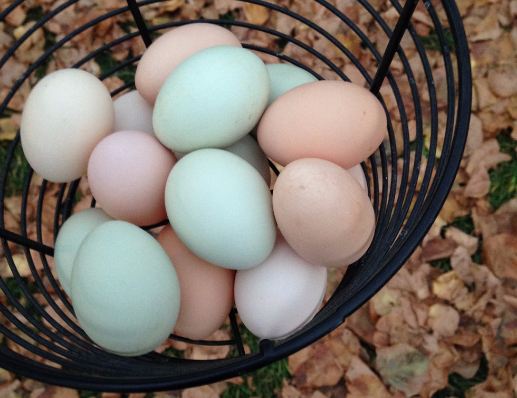 ChickenGuards's tweet photo. 💖🐓 Legbars. There's a lot to love! 🐓💖
And here's why 👇 
https://t.co/nPKmgLy3q3 https://t.co/lZ26Xuuw6y