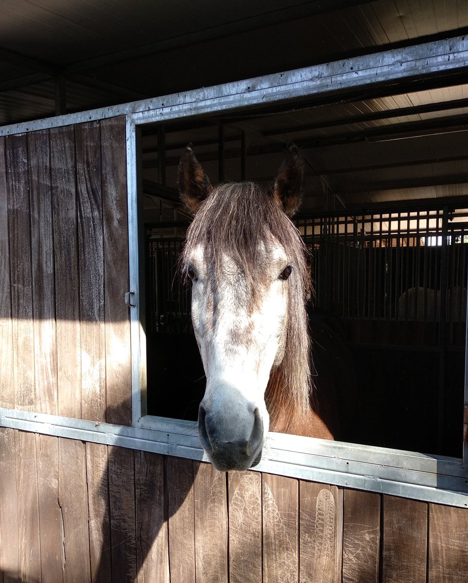 crisroba2's tweet image. Lusitanos in the morning ❤️🐎
@ladonaira #travelgirl #luxurytravel #slowweekend